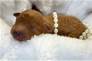 Apollo - puppy for sale