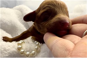 Atticus - puppy for sale