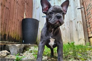 McCoy - French Bulldog for sale