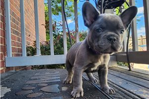 Mayweather - French Bulldog for sale