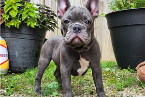 McCoy - French Bulldog for sale