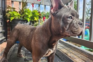 McCoy - French Bulldog for sale