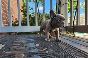 Maxx - puppy for sale