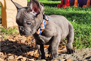 Mayhew - French Bulldog for sale