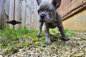 Gordo - French Bulldog for sale