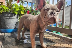 Gordo - French Bulldog for sale