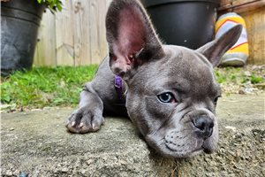 Maxx - French Bulldog for sale