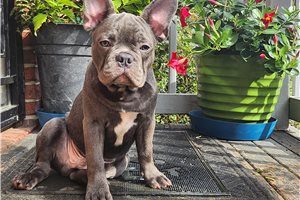 McCoy - French Bulldog for sale