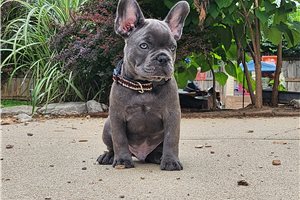 Mayweather - French Bulldog for sale