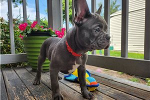McCoy - puppy for sale