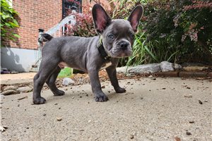 Maxx - French Bulldog for sale