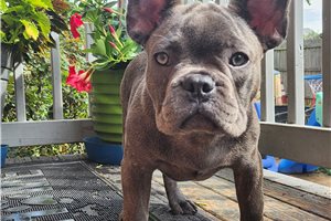 Mayweather - French Bulldog for sale