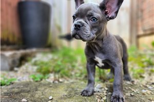 Mayhew - French Bulldog for sale