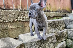 Maxx - French Bulldog for sale