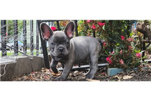 Mayweather - French Bulldog for sale