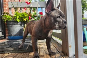Mayweather - French Bulldog for sale