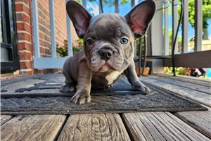 McCoy - French Bulldog for sale