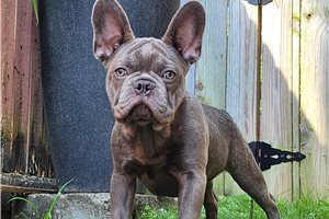 Gordo - French Bulldog, placed in Cincinnati