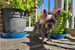 Mayhew - French Bulldog for sale