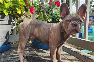 Gordo - French Bulldog for sale