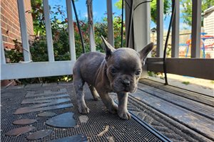Mayhew - French Bulldog for sale