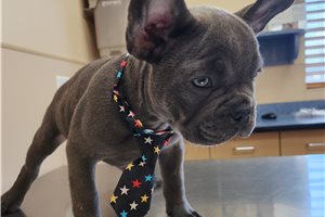 Mayhew - French Bulldog for sale