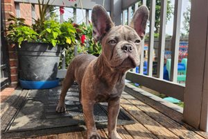 Gordo - French Bulldog for sale