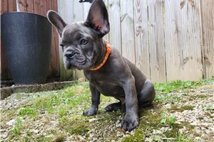 Mayweather - French Bulldog for sale