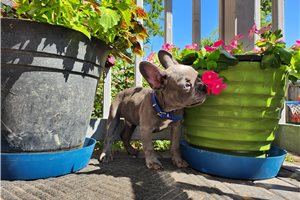 Maxx - French Bulldog for sale