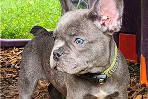 Maxx - French Bulldog for sale