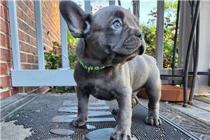Mayweather - puppy for sale