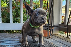 Mayweather - French Bulldog for sale