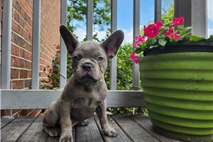 Gordo - puppy for sale