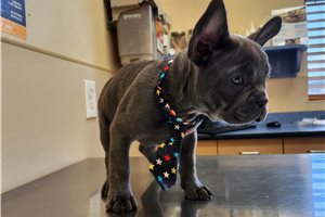 Maxx - French Bulldog for sale