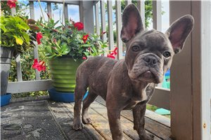 Mayhew - French Bulldog for sale