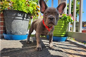 Mayweather - French Bulldog for sale