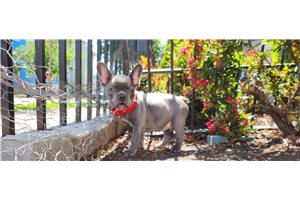 Maxx - French Bulldog for sale