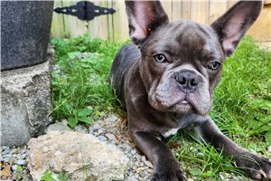 Maxx - French Bulldog for sale