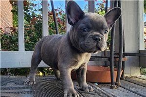 Gordo - puppy for sale
