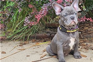 McCoy - French Bulldog for sale