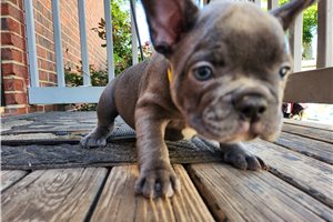 McCoy - French Bulldog for sale