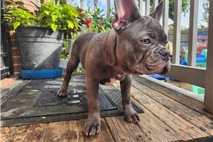 McCoy - French Bulldog for sale
