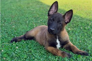 Green - Belgian Malinois for sale