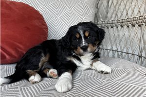 Autumn - Australian Mountain Dog for sale