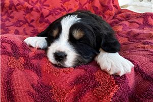 Archer - Australian Mountain Dog for sale