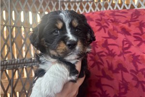 Autumn - Australian Mountain Dog for sale