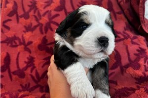 Adam - puppy for sale