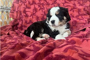 Adam - Australian Mountain Dog for sale
