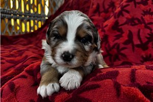 Adeline - puppy for sale