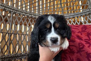 Archer - Australian Mountain Dog for sale